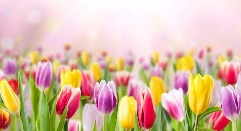 Kalotaszentkirály 58 ezer nyíló tulipánnal csalogatja a turistákat