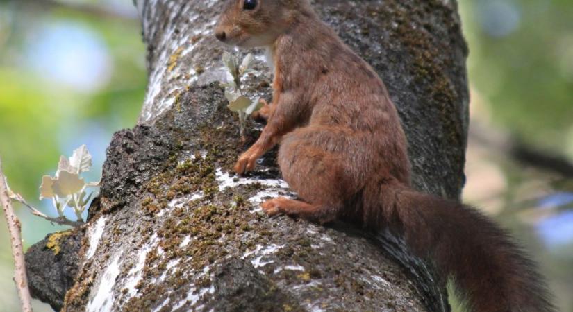Merzse-mocsár mókusa