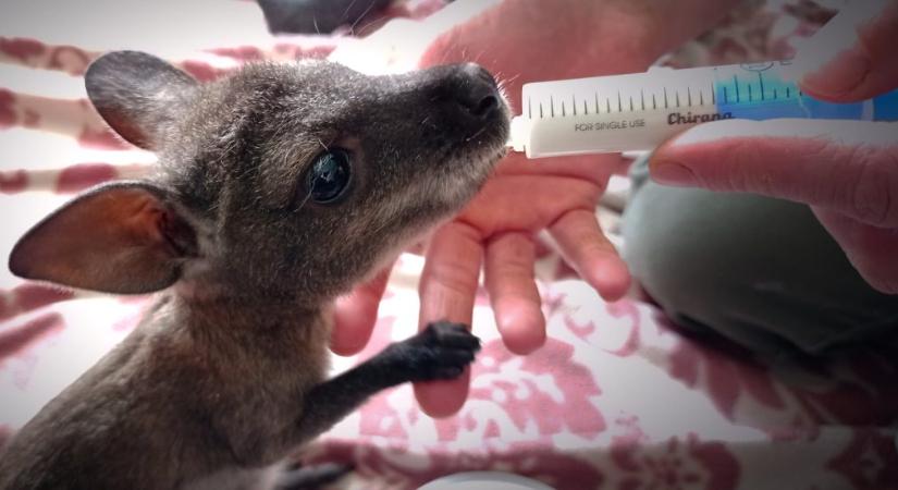 Fűtött műerszényben gondozzák a pécsi kiskengurut, aki elszakadt az anyjától