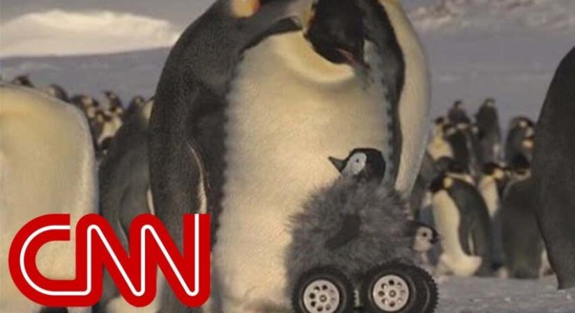 Álcázott robottal figyel az őrszemfajnak számító császárpingvineket