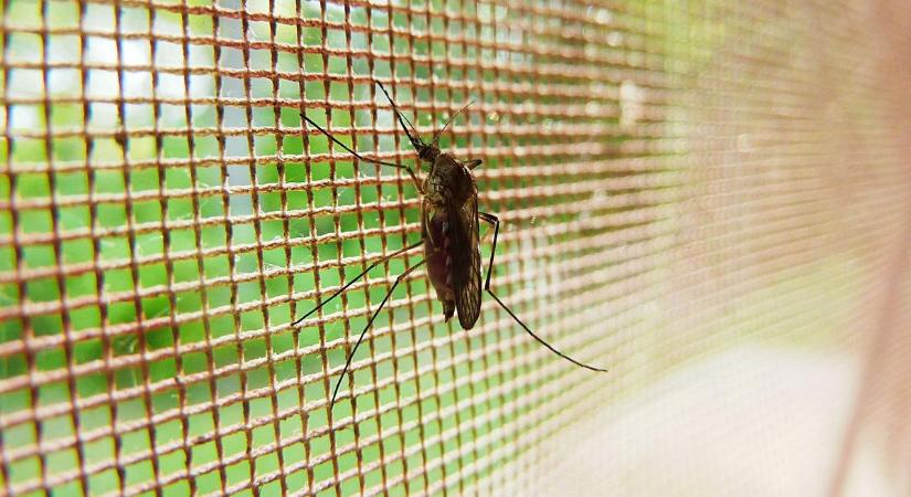 Lakossági szúnyoglárva program