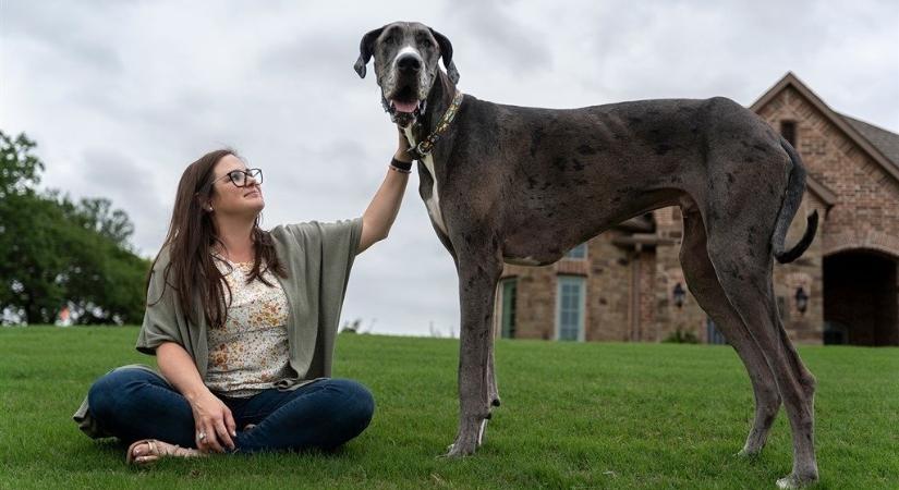 Guinness Rekordok - Zeus, a kedves német dog lett a Világ Legnagyobb Kutyája