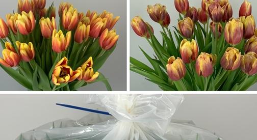 Kitalálták a csomagolást, amely víz nélkül is 28 napon át tartja frissen a tulipánokat