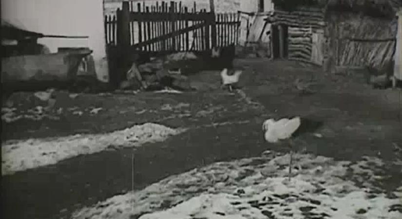 Ipolytarnócon, a tyúkok között vészelte át 1930 telét egy fiatal gólya (videó)