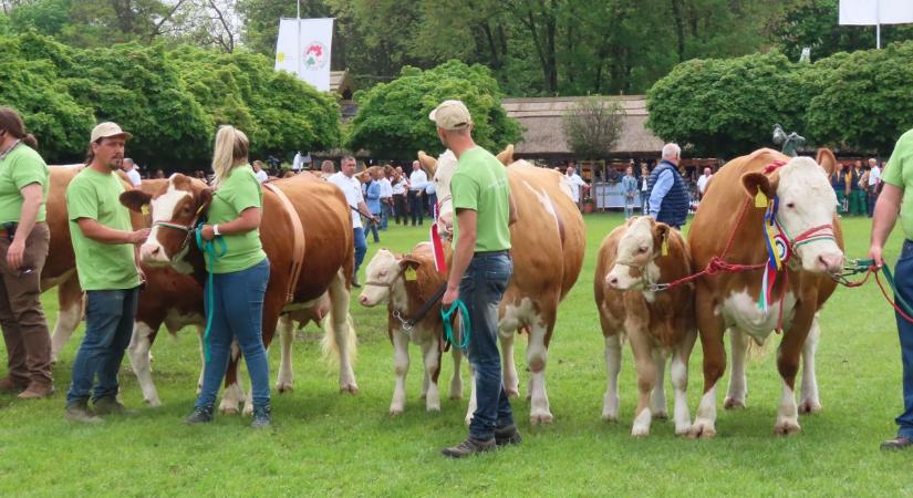A legszebb szarvasmarhákat sorakoztatták fel a díjátadó ünnepségen - Galéria