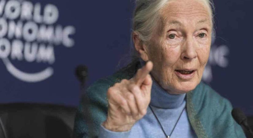 Jane Goodall üzenete a világnak: fel kell kötni a nadrágot!