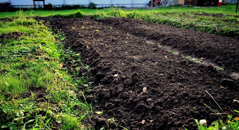 Filléres trükk, ami tényleg működik: így turbózzák fel a talajt az élelmes kertészek