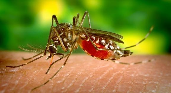 Nálunk is megjelenhet a Zika-vírus