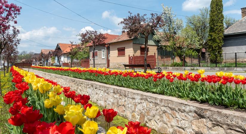 58 ezer tulipánt telepítettek Kalotaszentkirályon: fotók