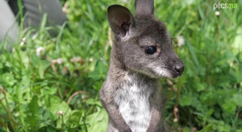 Gondozók nevelik az anyja erszényéből kipottyant bébi kengurut – videó