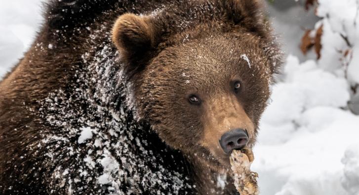 Mozifilmet kap a 31 kiló kokaint lenyelő medve igaz története