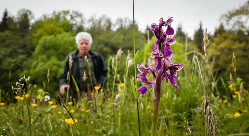 Veszélyben a 2022-es év vadvirága - Most virágzik az agárkosbor – Sok helyen a kaszálás, a fűnyírás áldozata lesz - fotók