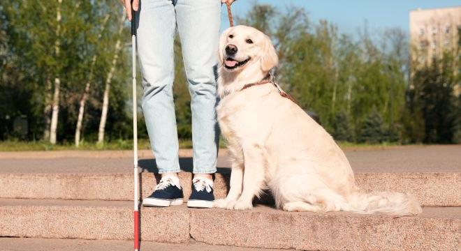 Valódi társak a mindennapokban: a vakvezető kutyák