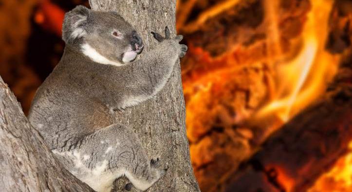 A koalákat védve vásárolt fel erdős vidékeket az ausztrál állam