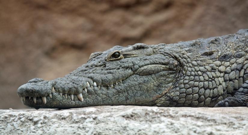 Egyetlen hely van a világon, ahol együtt él a krokodil és az aligátor
