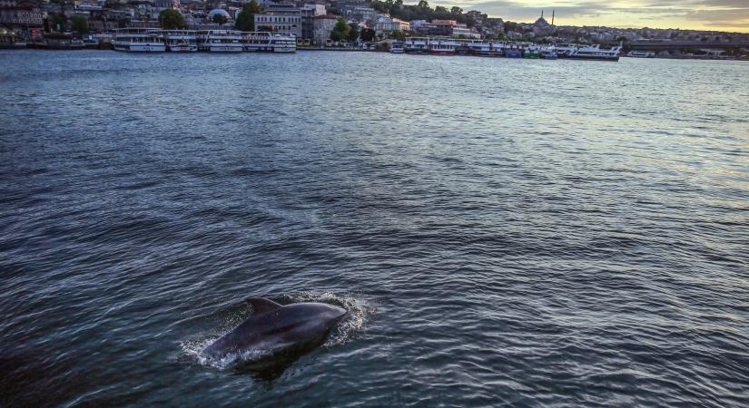 A szokásosnál több delfin pusztult el a Fekete-tengerben, valószínűleg a háború miatt