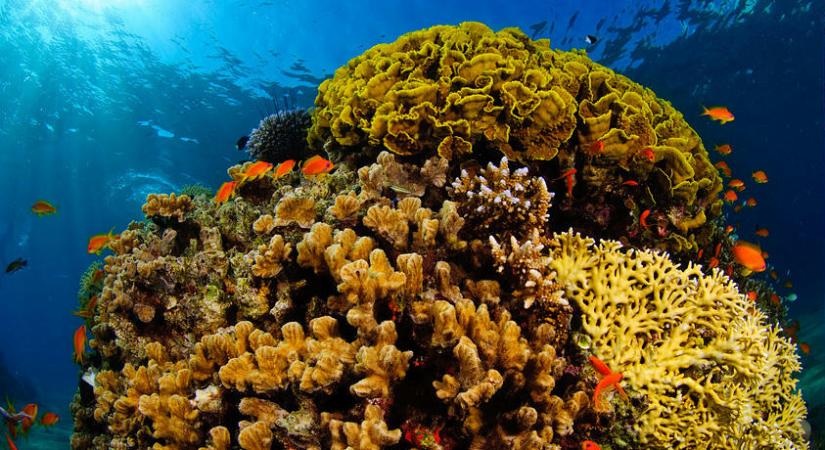 Maguk a korallok állítják elő a pusztulásukat okozó mérgeket