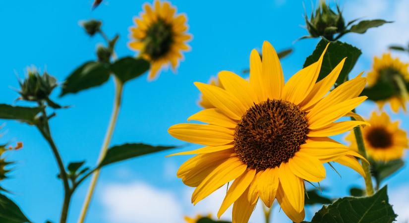Okos napraforgók: a virágok segítik a napelemek fejlesztését