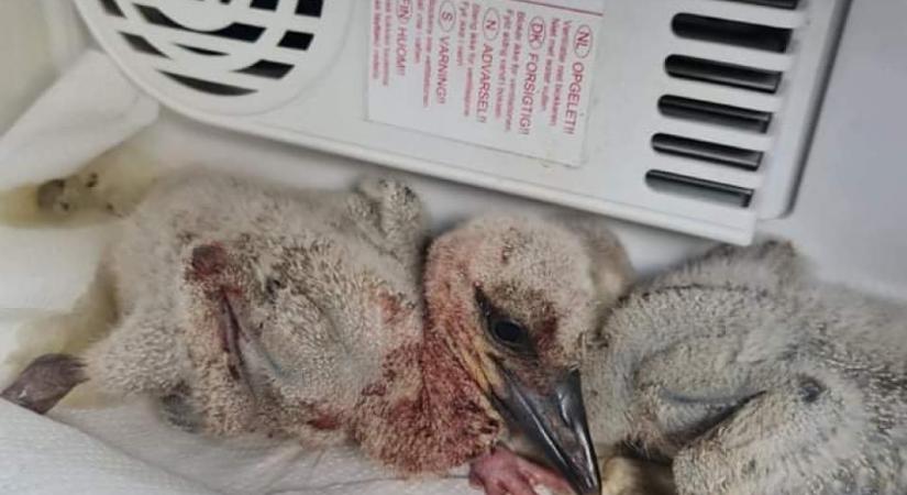 Beszorult gólyát mentettek a rendőrök és az állatvédők