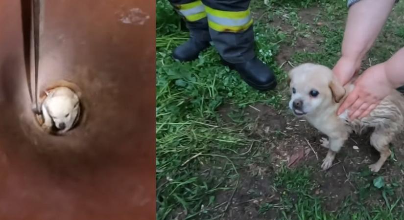 Szűk csőbe esett az öreg, félig vak kiskutya - tűzoltók mentették meg