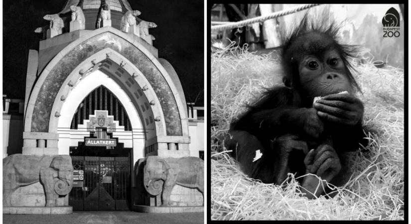 Gyászol a budapesti állatkert: elpusztult Móric, az orangutánkölyök