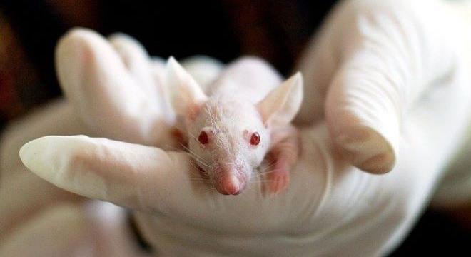 Egerek segíthetik a pajzsmirigybetegségek kezelését