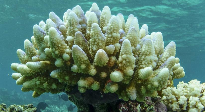 "Tengeri hőhullám" miatt jújabb korallfehéredés sújtotta a Nagy-korallzátonyt