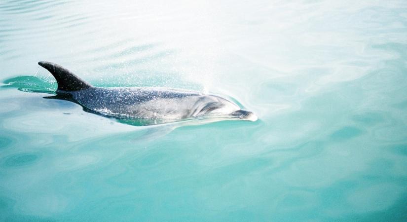 A háború okozhatja a Fekete-tenger delfinjeinek pusztulását
