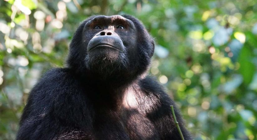 Elképzelhető, hogy a jövőben ember-csimpánz hibridek végezhetik a veszélyes munkákat