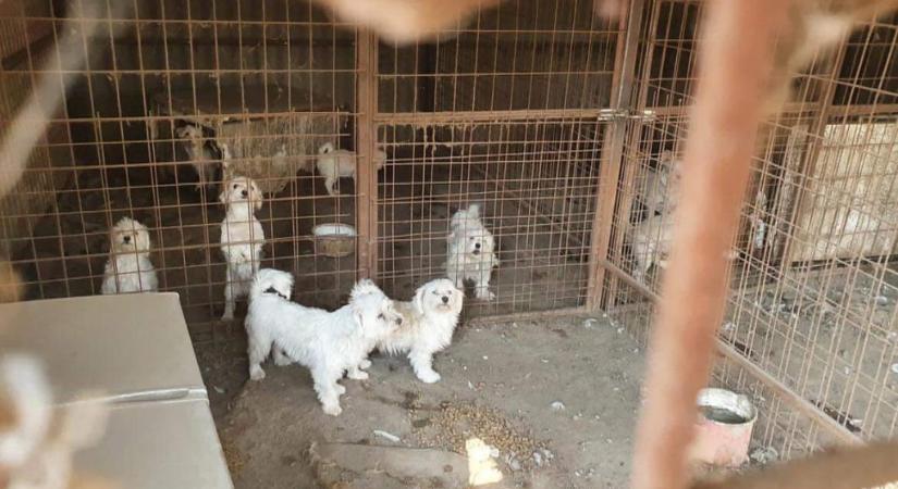 Másfél év börtönt kéretek arra a karcagi szaporítóra aki 70 kutya hangszálait vágatta el
