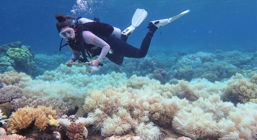 Aggasztó ütemben pusztul a Nagy-korallzátony