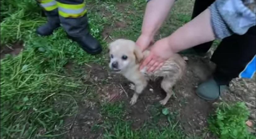 Tűzoltók mentették ki a kutyaszorítóba került Dömikét – avagy: ha nincs ötleted, hívd a tűzoltókat – videó