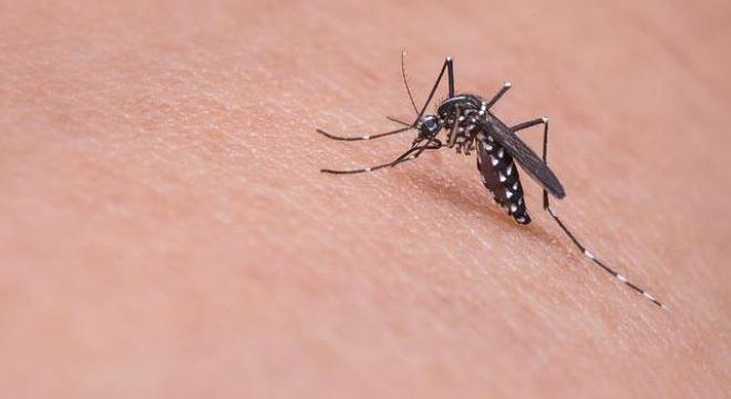 Génmódosítással gyérítenék a szúnyogokat