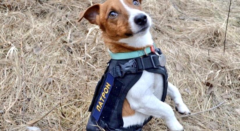 Kitüntetést kapott Patron, az ukrán aknakereső kutya