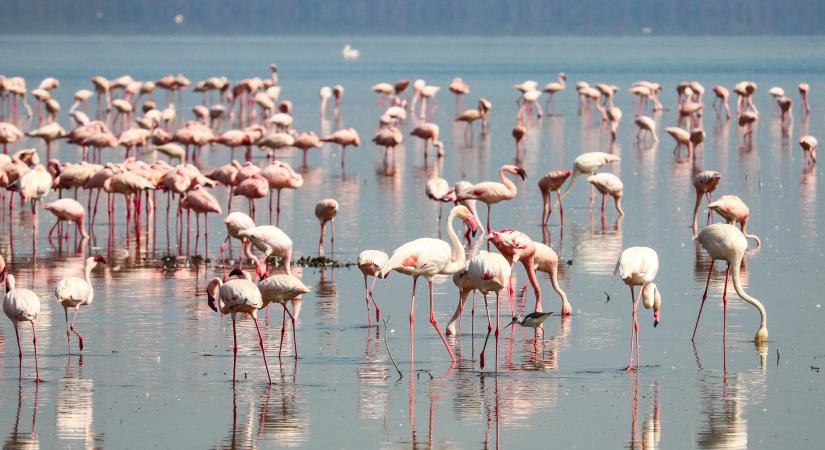 Flamingók és vízilovak nyomában Nakuru és Naivasha tavain