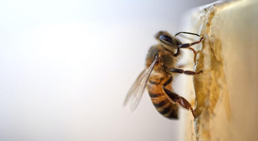 A méhek szemszögéből láthatjuk a világot a Természettudományi Múzeumban