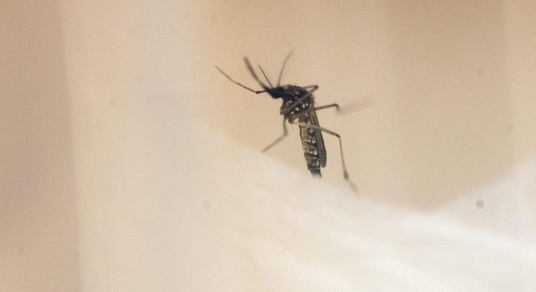 Összefogott a szúnyogok ellen egy pécsi laboratórium és egy spanyol kártevőirtó cég