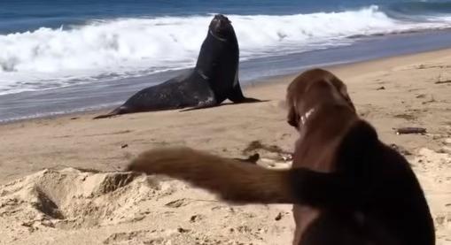 Szívszorító: a kutya végignézte, ahogy a legjobb barátja tetemét a partra mossák a hullámok