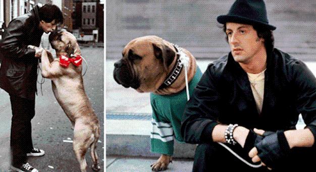 Sylvester Stallone kezdetben hajléktalan volt, kedvenc kutyáját is eladta – Nem fogod elhinni, hogy mit tett ezután!