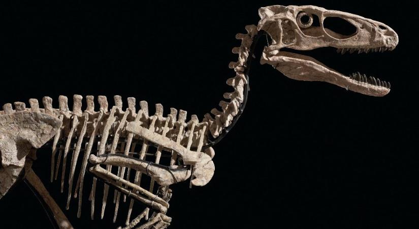 A Jurassic Park velociraptorát inspiráló dinócsontváz 12,4 millió dollárért kelt el