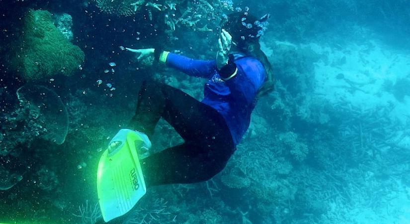 Újabb korallfehéredés sújtotta a Nagy-korallzátonyt 2021-22 nyarán
