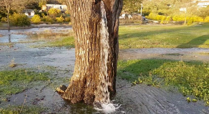 A fa, amelyikből ömlik a víz