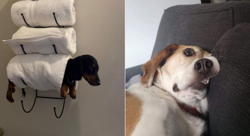 8 kutya, aki nagyon vicces helyzetbe került: képeken mutatjuk a legmókásabb oldalukat