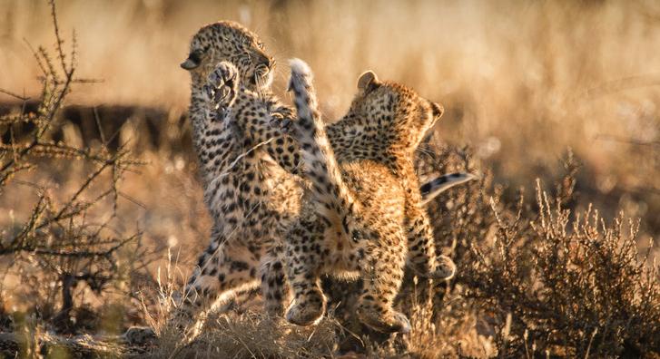 Itt a hétvége, nézegessen játszadozó leopárdkölyköket