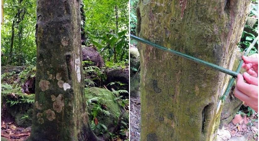 Titkokat rejt a négyszögletes törzsű fák rejtélyes erdeje
