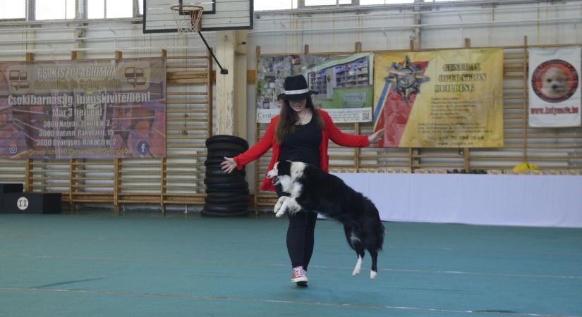 Tehetséges kutya és gazda párosok versenyeztek Hatvanban (fotók)