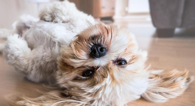 A rendszeres szőrápolás a kutyák egészségét is szolgálja