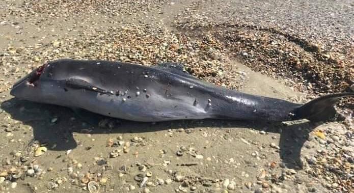 Tömegesen pusztulnak el a delfinek a Fekete-tengerben