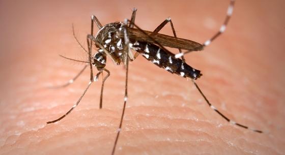 Kemenesi Gábor: Így érdemes harcolni a szúnyogok ellen