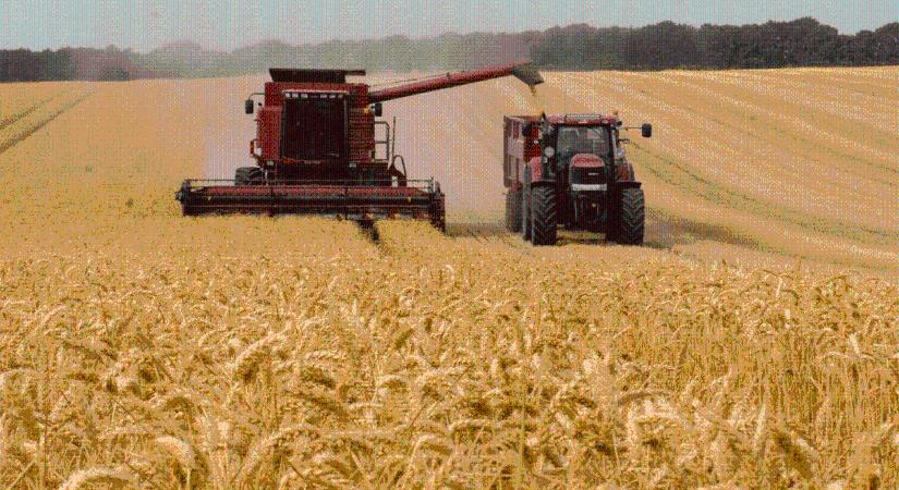 50 millió ember fog éhezni, ha nem jut el hozzá az ukrán gabona